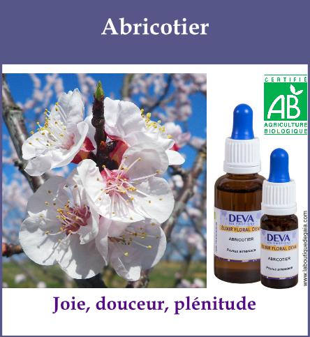 Abricotier 2