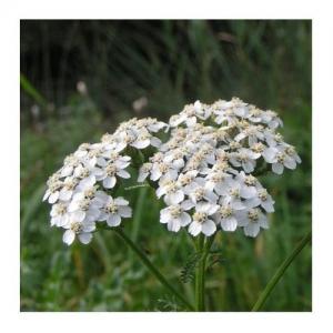 Achillée Blanche