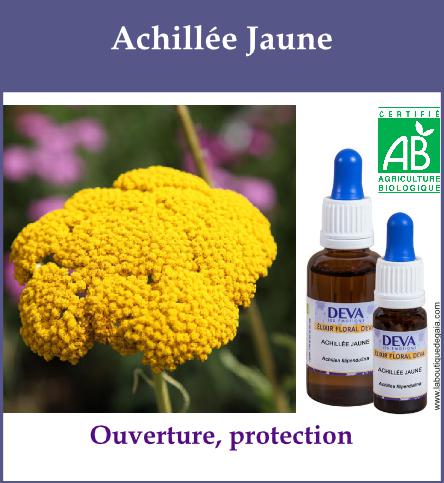 Achillee jaune 2