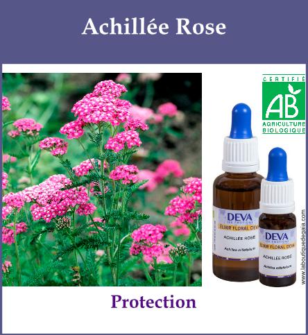 Achillee rose 2