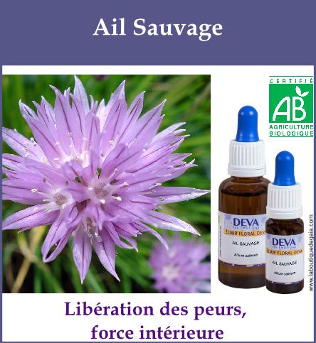 Ail sauvage 2