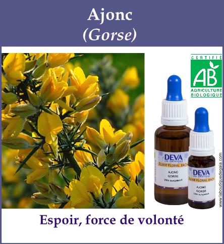 Ajonc 4