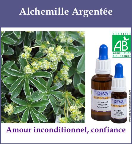 Alchemille argentee 2