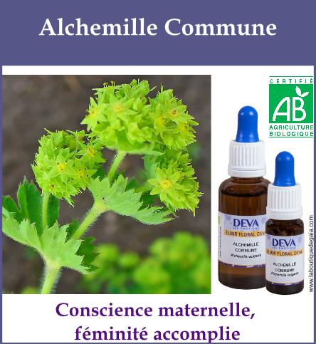 Alchemille commune 2