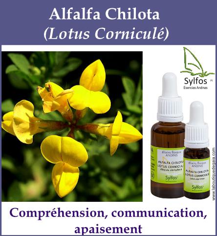 Alfala chilota 5
