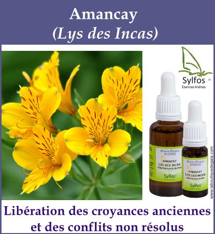 Amancay 5