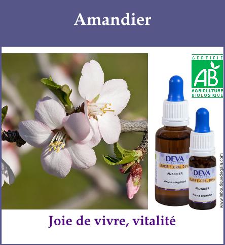Amandier 2