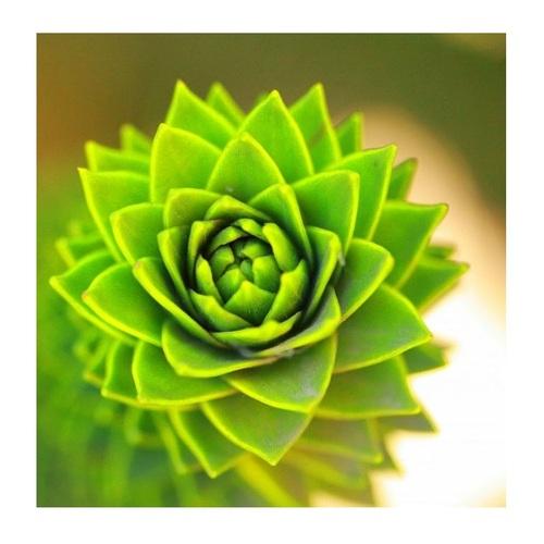 Araucaria 3