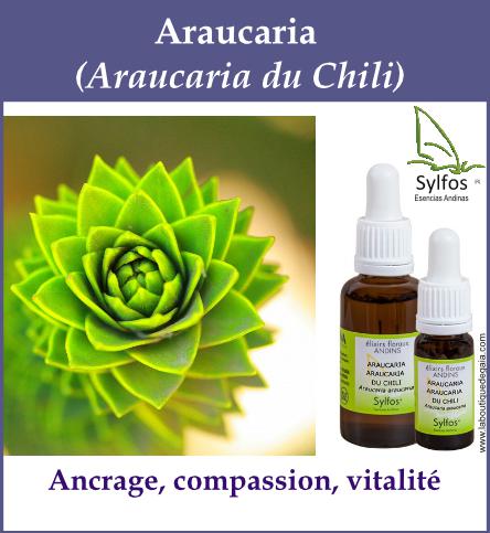 Araucaria 5
