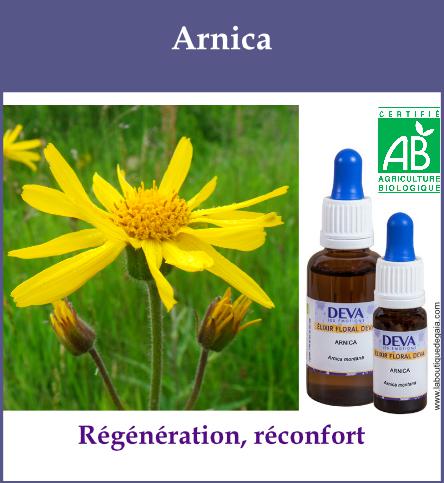 Arnica 2