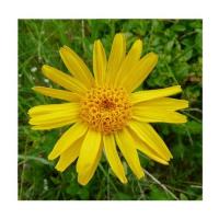 Arnica 4