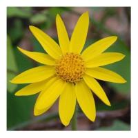 Arnica