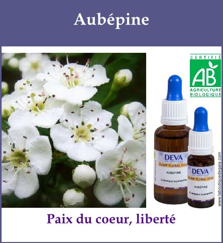 Aubepine 2