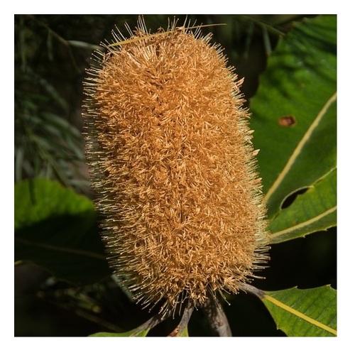 Banksia robur