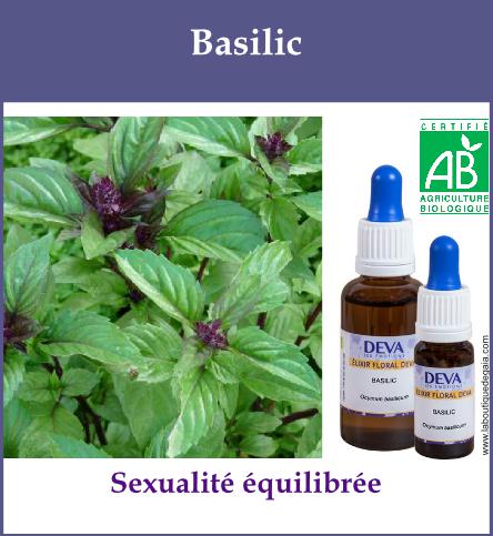 Basilic 2