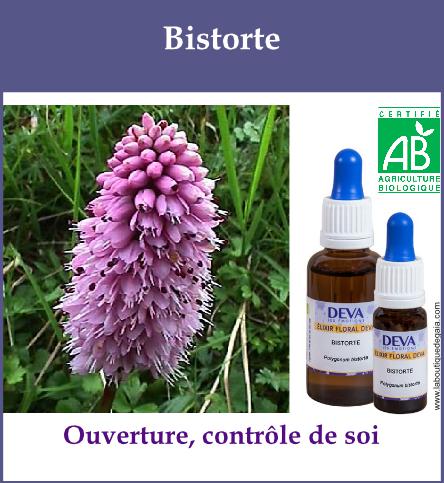 Bistorte 2