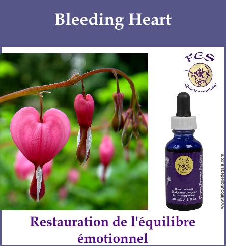 Bleeding heart 1