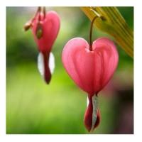 Bleeding heart 4