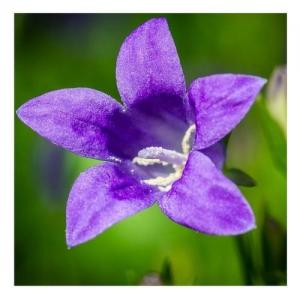 Blue bell