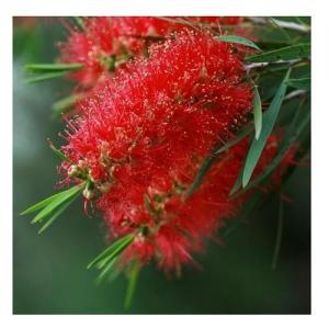 Bottlebrush