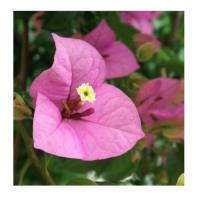 Bougainvillea 3