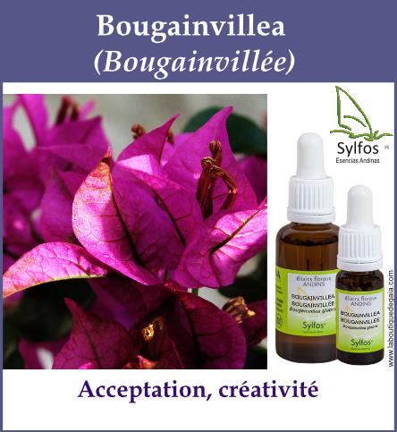 Bougainvillea 5