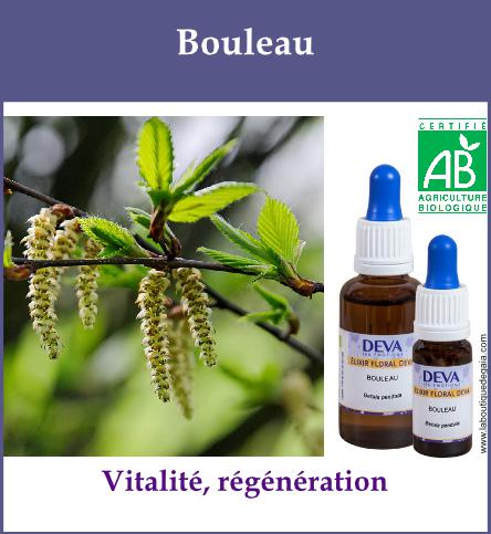 Bouleau 2