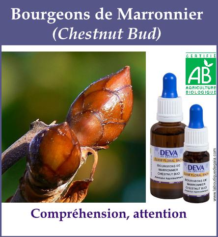 Bourgeon marronier 4