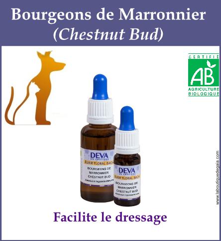 Bourgeon marronier animaux