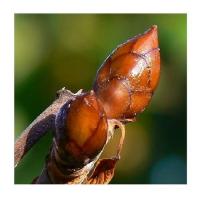 Bourgeons de marronnier 4