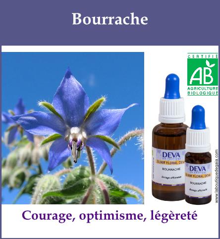 Bourrache 2