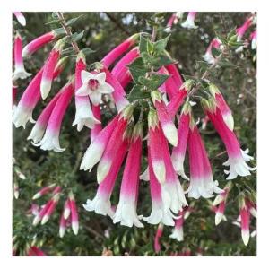 Bush fuchsia