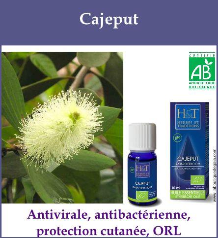 Cajeput 1