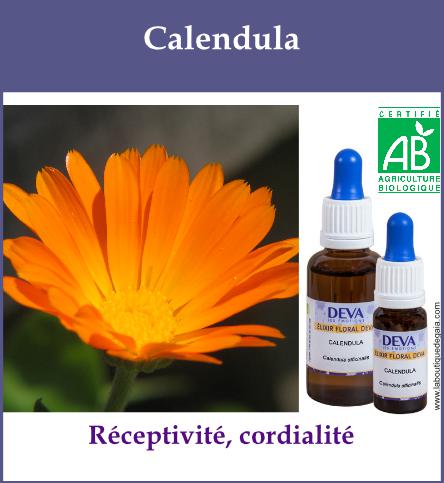 Calendula 2