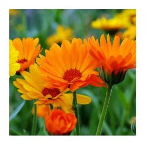 Calendula