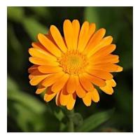 Calendula