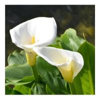 Calla lily 4