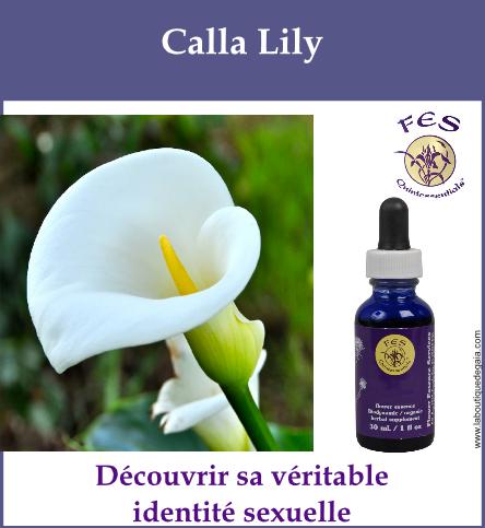 Calla lily