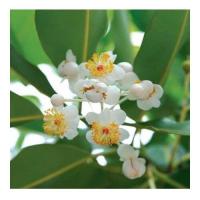 Calophyle