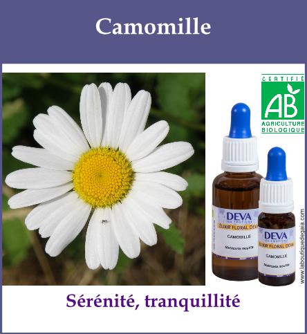 Camomille 2