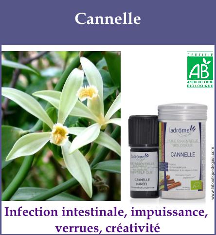 Canelle