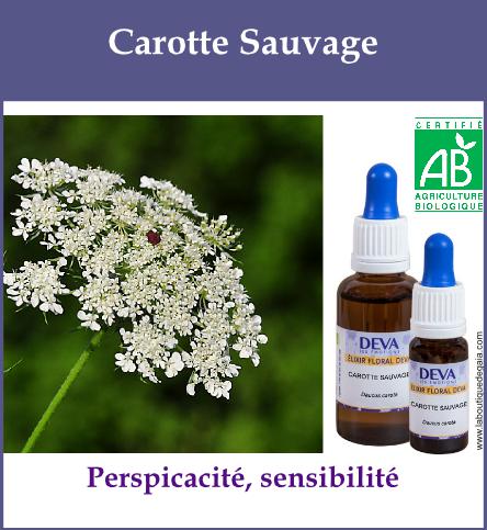 Carotte sauvage 2