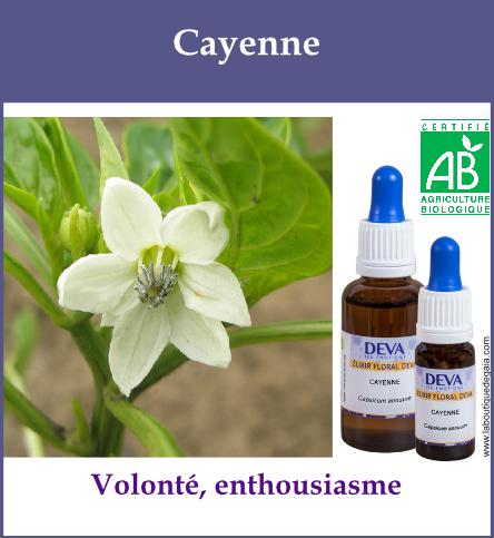 Cayenne 2