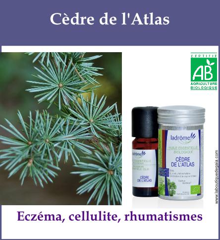 Cedre de l atlas