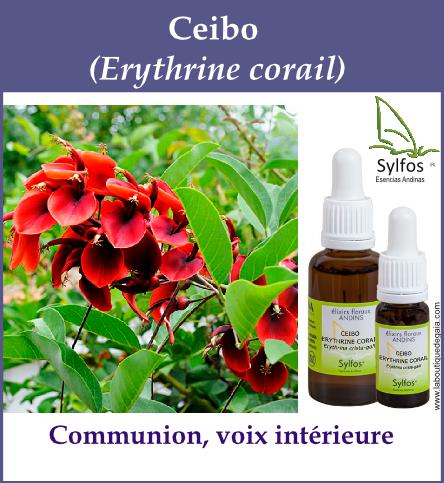 Ceibo 5