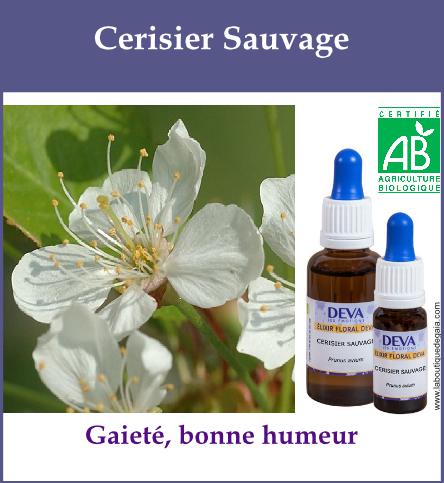 Cerisier sauvage 2
