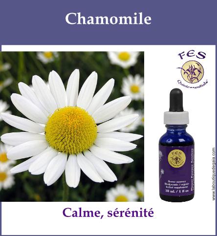 Chamomile