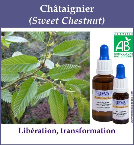 Chataignier 4