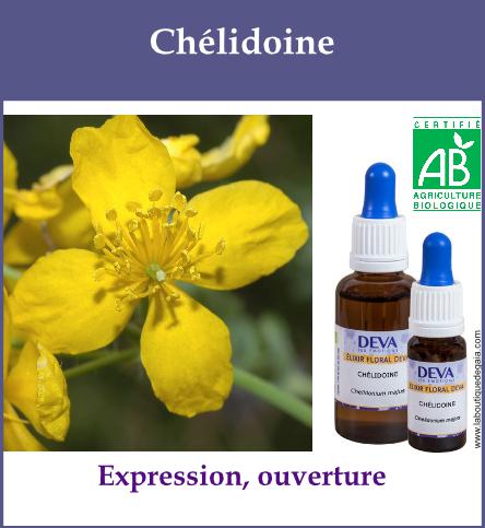 Chelidoine 2