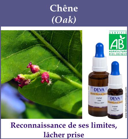 Chene 5